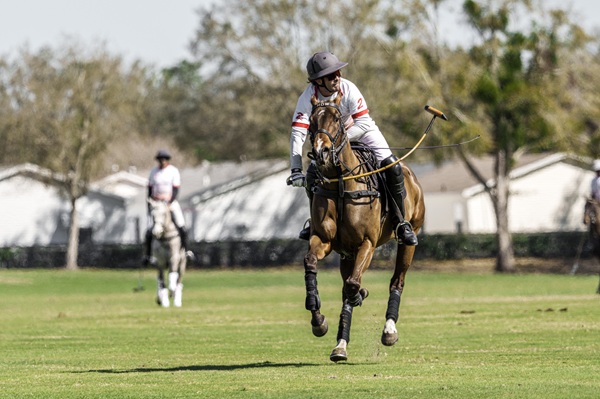 A polo player hitting the ball from under the horse's neck